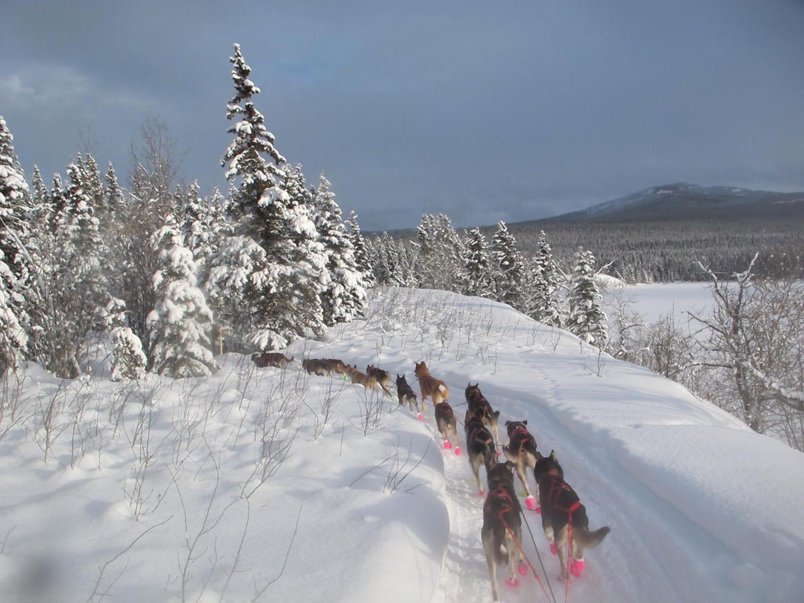 Mer informasjon om "En relativt lang skildring av et relativt lang hundeløp - Yukon Quest 1600km"