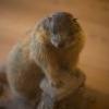 marmotta