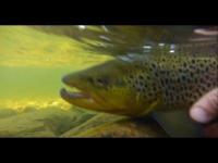 videothumb_1462875940.thumb.png.dd39ede0