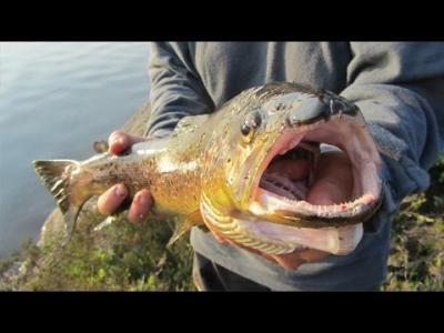 videothumb_1484468982.thumb.png.0e6de5a8