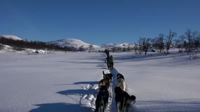 58b1870c61179_DogsleddingHaukeli.jpg.161